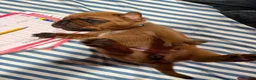 Dogue De Bordeaux dogs for sale: Dogue De Bordeaux Puppy 6 - Ad 1