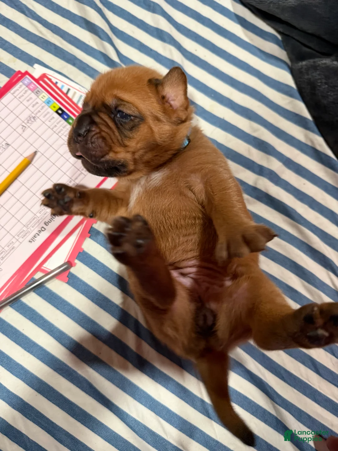 Dogue De Bordeaux dogs for sale: Dogue De Bordeaux Puppy 6 - Ad 1