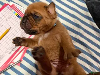 Dogue De Bordeaux dogs for sale: Dogue De Bordeaux Puppy 6 - Ad 2