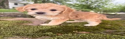 Corgipoo dogs for sale: Daisy-F1B-CorgiPoo  - Ad 3