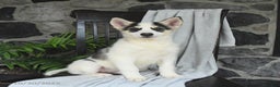 Pomsky dogs for sale: Tucker - Ad 1