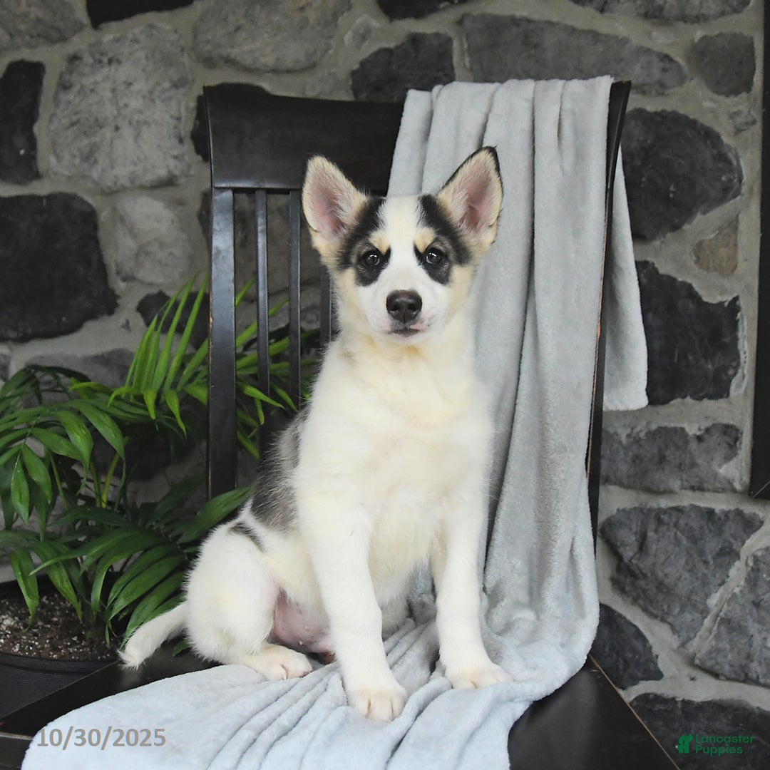 Pomsky dogs for sale: Tucker - Ad 1