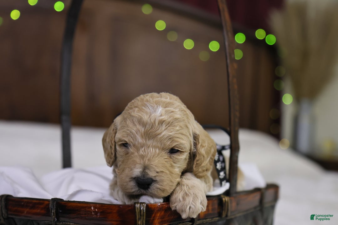 Goldendoodle dogs for sale: Charlie - Ad 3