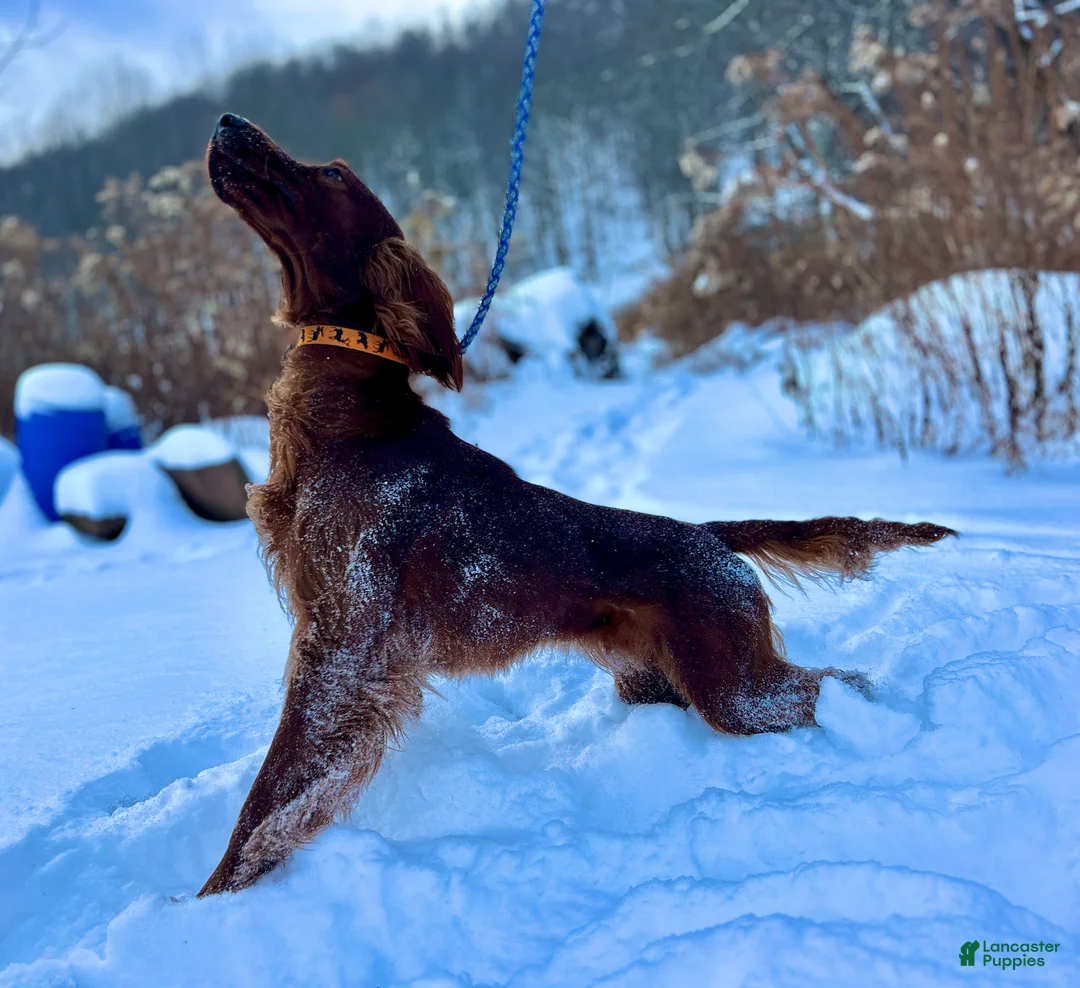 Irish Setter dogs for sale: Irish Setter female purple collar  - Ad 8
