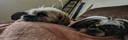 Shih Tzu dogs for sale: Shih Tzu Puppy 2 'Hope' - Ad 18