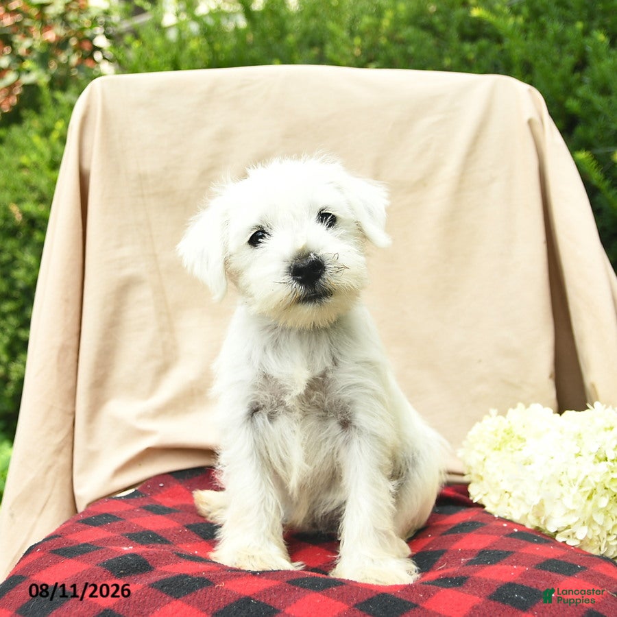 Miniature Schnauzer dogs Liam - Ad 1