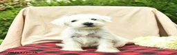 Miniature Schnauzer dogs for sale: Liam - Ad 1