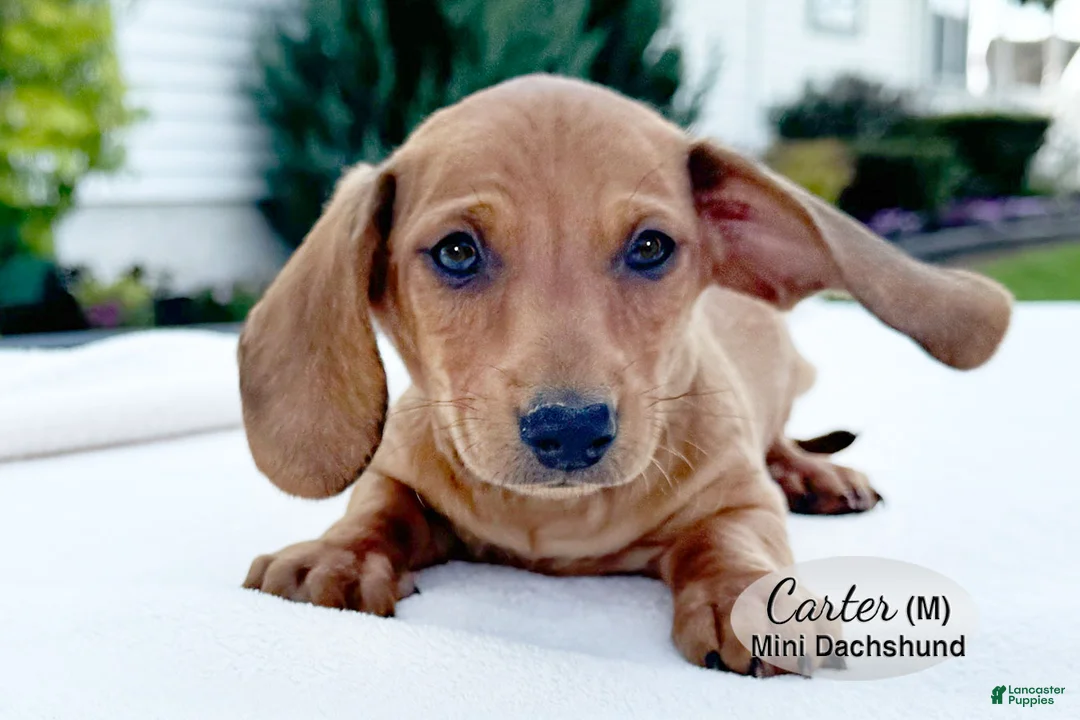 Miniature Dachshund dogs for sale: Carter - Ad 2
