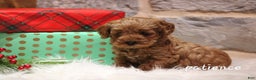 Cavapoo dogs for sale: Paitence - Ad 2
