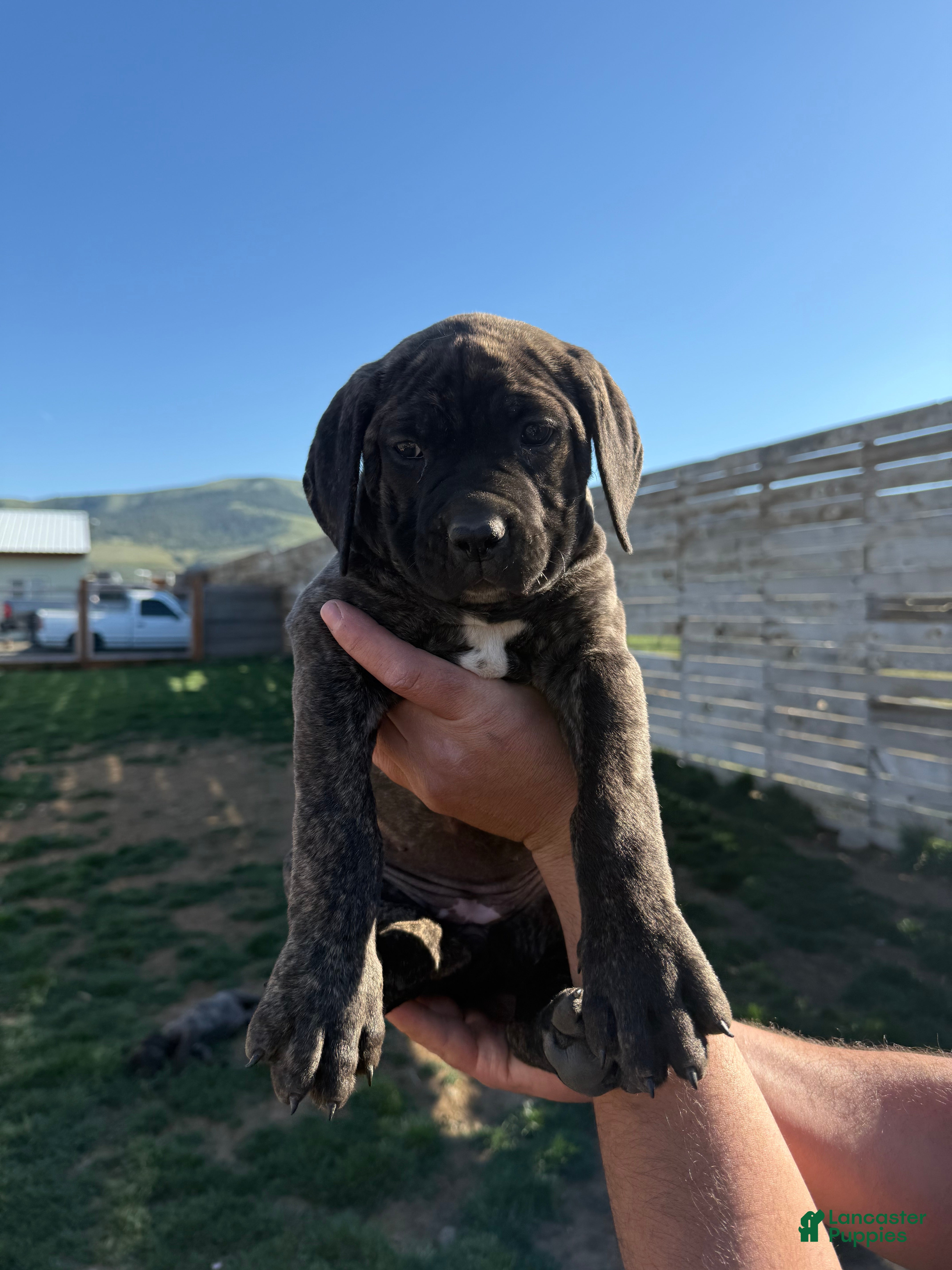 Cane Corso dogs Cane Corso Puppy 8 - Ad 2