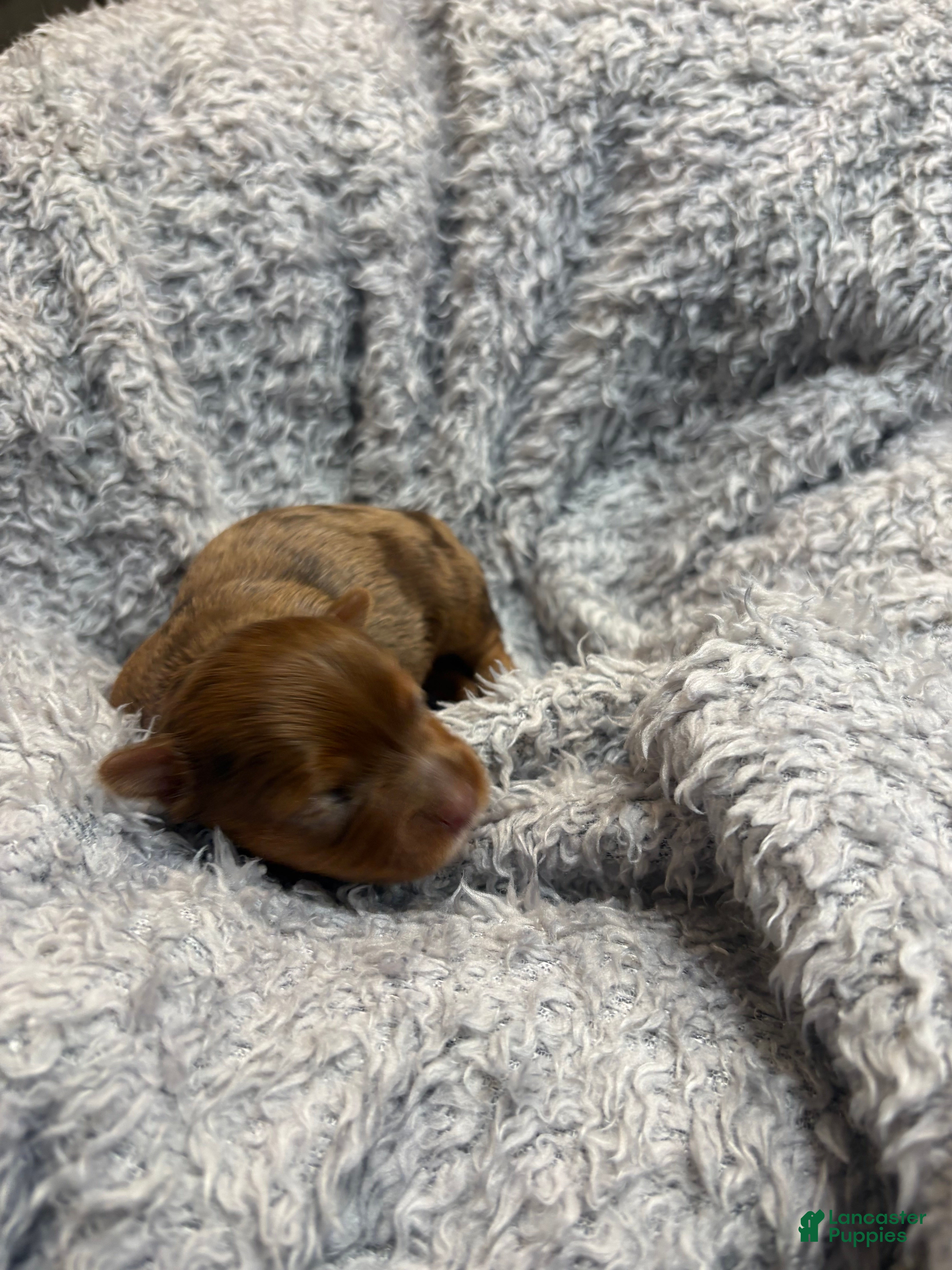 Yorkshire Terrier dogs Ginger  - Ad 12