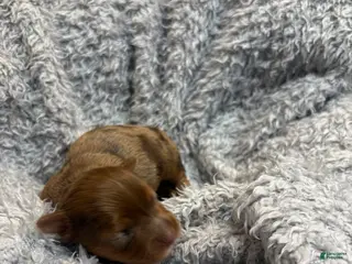 Yorkshire Terrier dogs Ginger - Ad 12