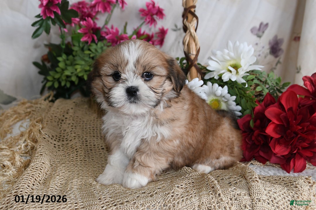 Shih Tzu dogs for sale: Tanner - Ad 2