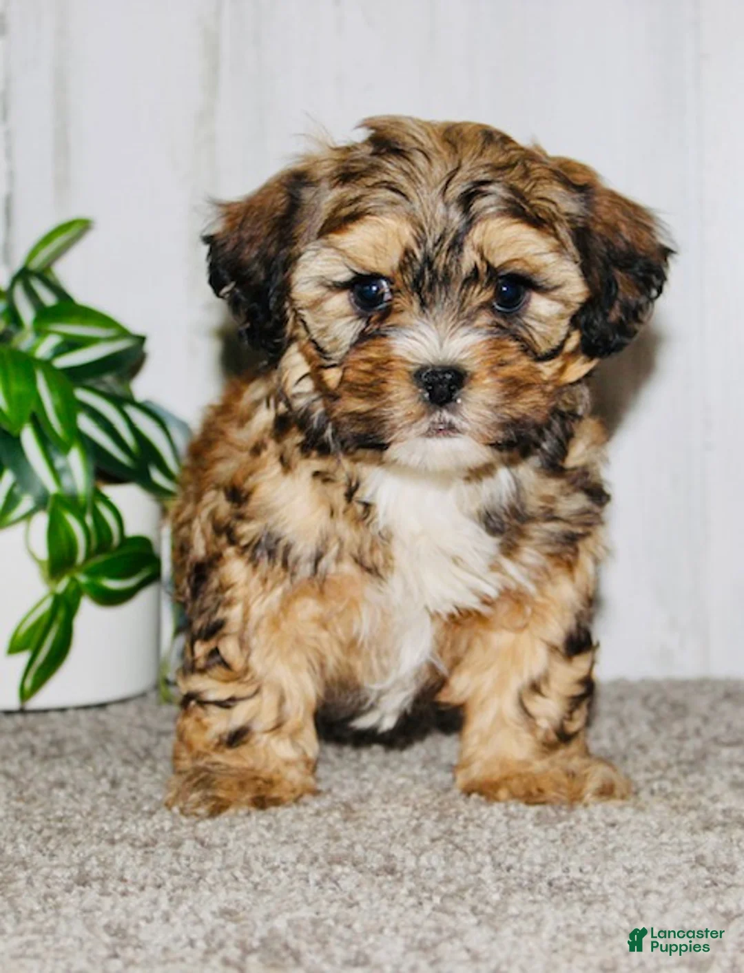 Shihpoo dogs for sale: Nugget - Ad 2