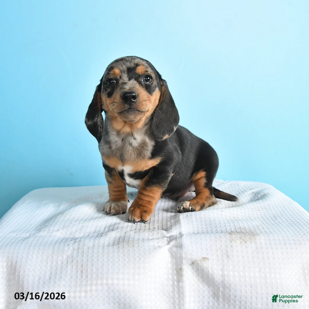 Mixed Breed dogs for sale: Milo - Ad 1