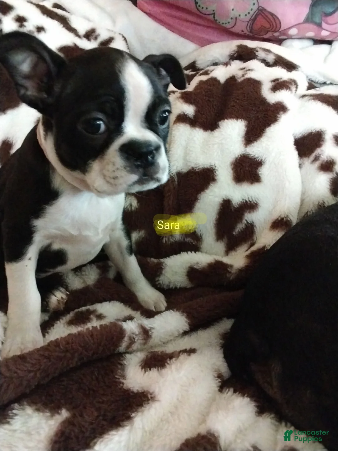 Boston Terrier dogs for sale: Boston Terrier Puppy 6 - Ad 4