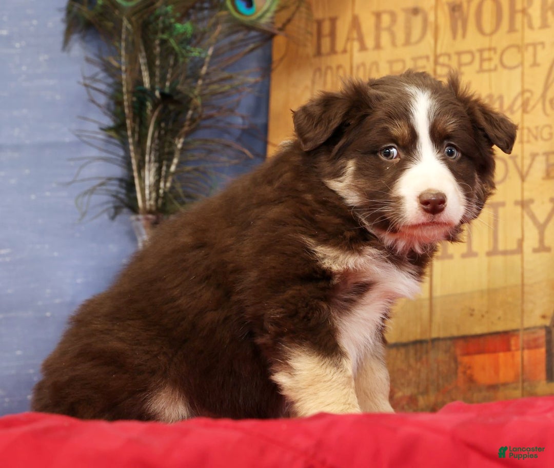 Miniature Australian Shepherd dogs for sale: Bella - Ad 5