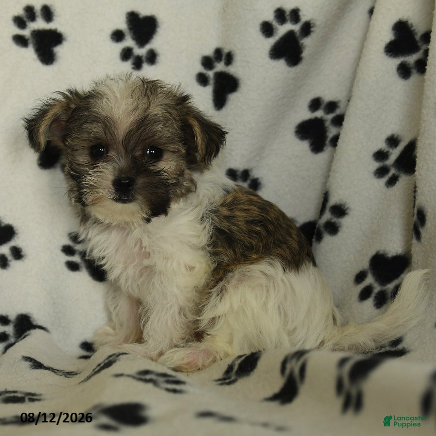 Shorkie dogs Iron - Ad 1