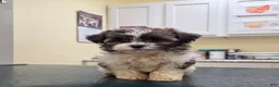 Shih Tzu dogs for sale: Freddie  - Ad 11