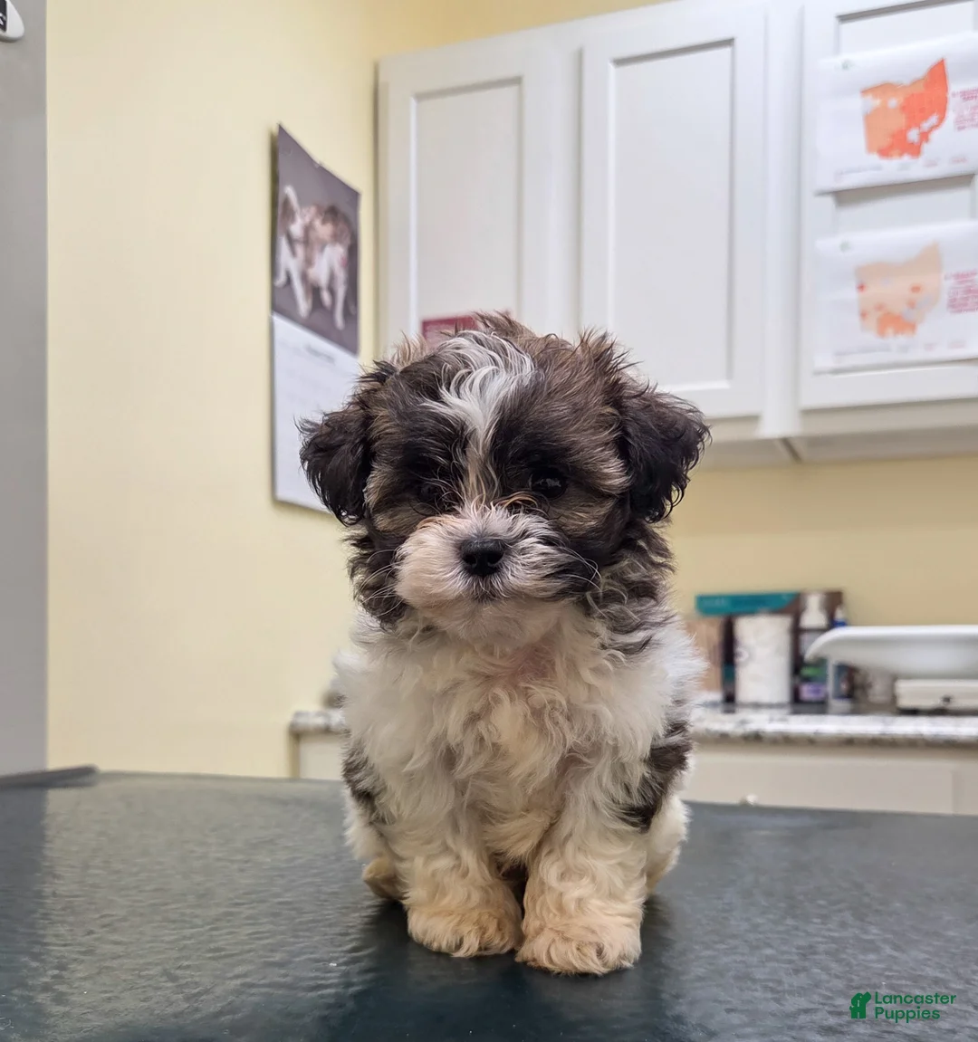 Shih Tzu dogs for sale: Freddie  - Ad 11