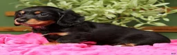 Miniature Dachshund dogs for sale: Ellie - Long Hair - Ad 2
