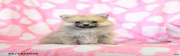 Pomeranian dogs for sale: Holly - Ad 2