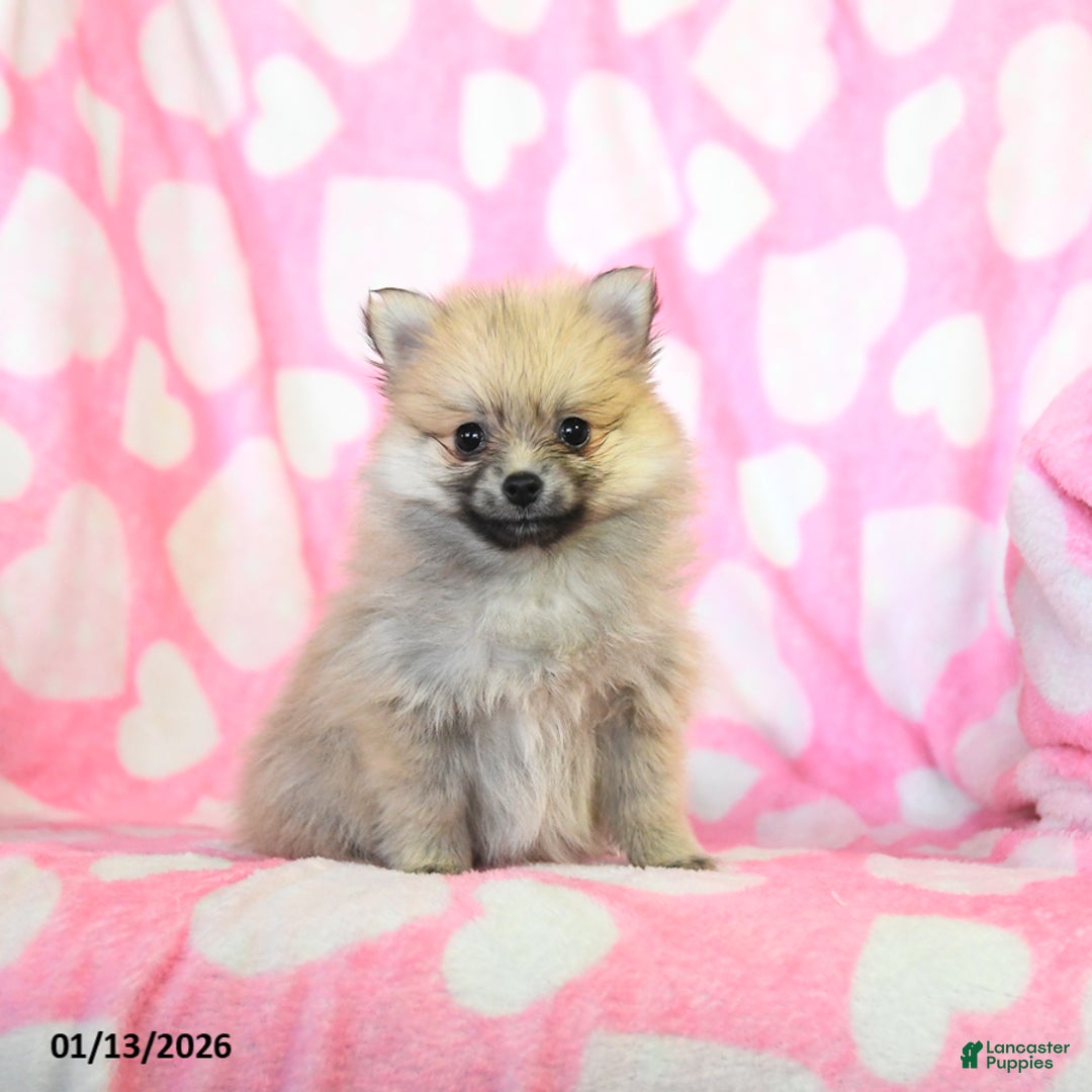 Pomeranian dogs for sale: Holly - Ad 2