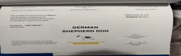 German Shepherd dogs for sale: Toes - Ad 9