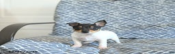 Toy Fox Terrier dogs for sale: Blake - Ad 4