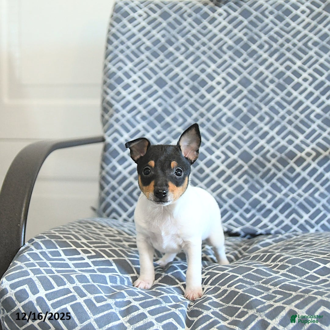 Toy Fox Terrier dogs for sale: Blake - Ad 4
