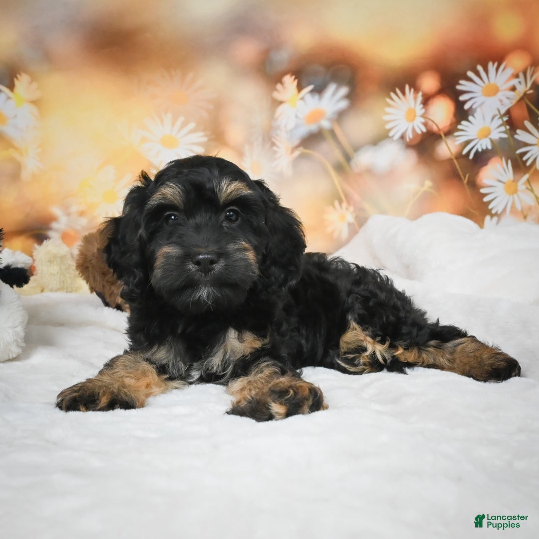 Cockapoo dogs for sale: Carter - Ad 11