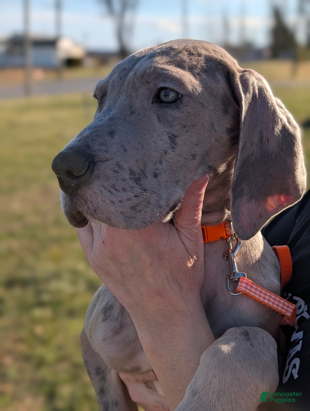 Great Dane dogs for sale: Great Dane Puppy 1 - Ad 6