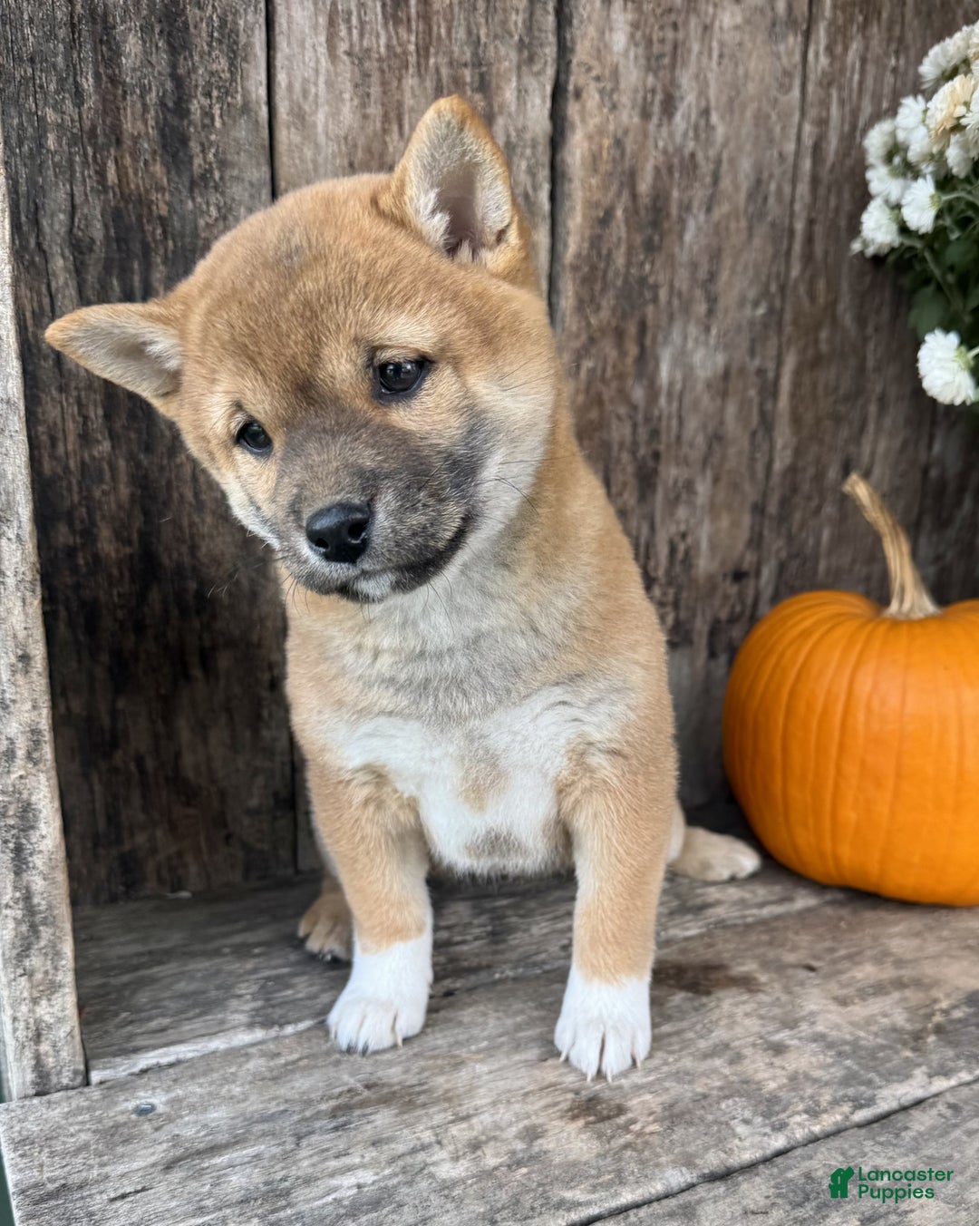 Shiba Inu dogs for sale: Fiona - Ad 4