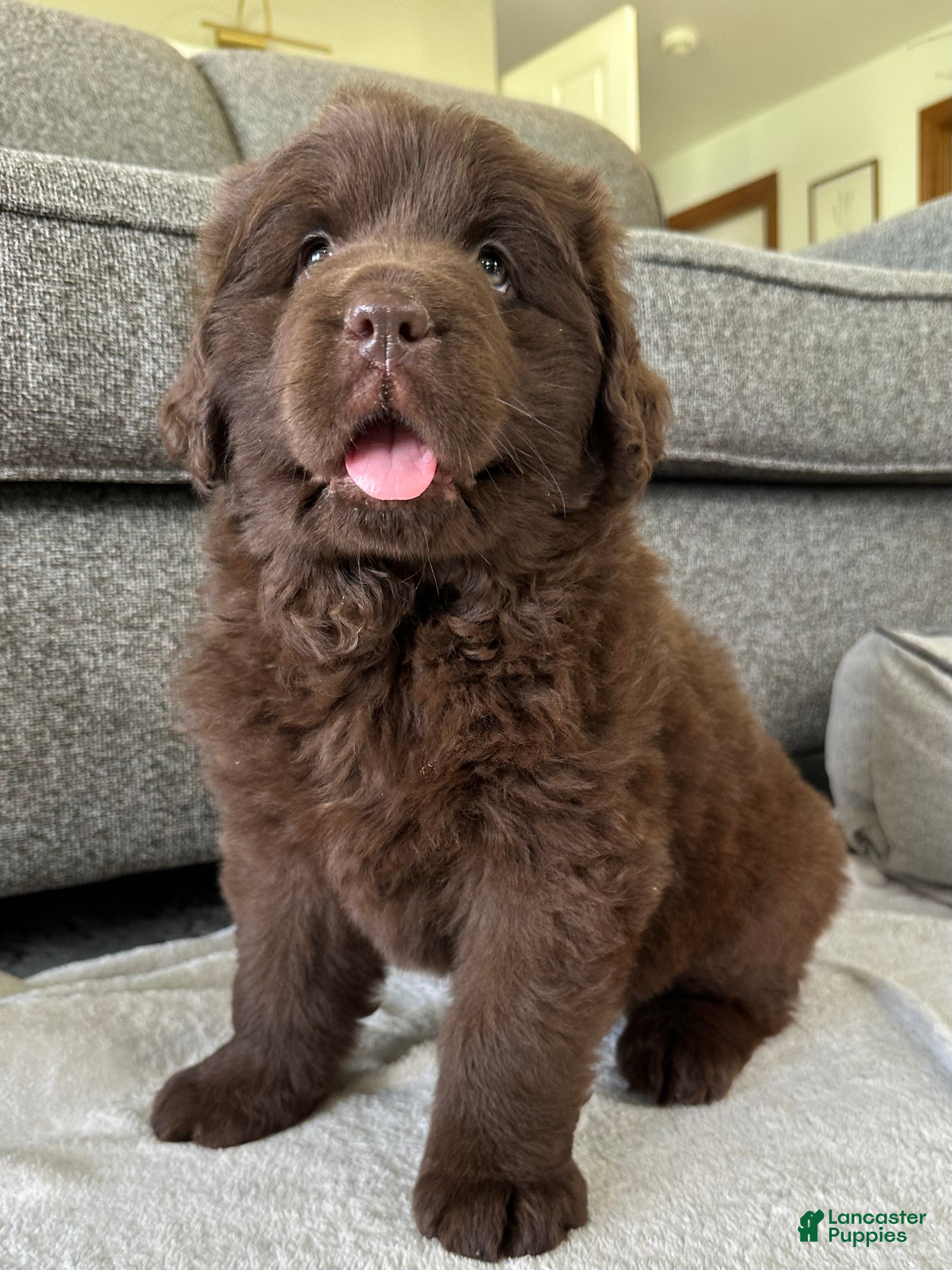Newfoundland dogs “ Coco Chanel” OFA, CH, AKC - Ad 2