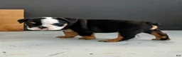 English Bulldog dogs for sale: Madam Linda Lou of Bulldogs Inc. - Ad 5
