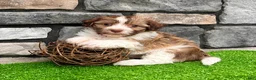 Havanese dogs for sale: Gizmo - Ad 2