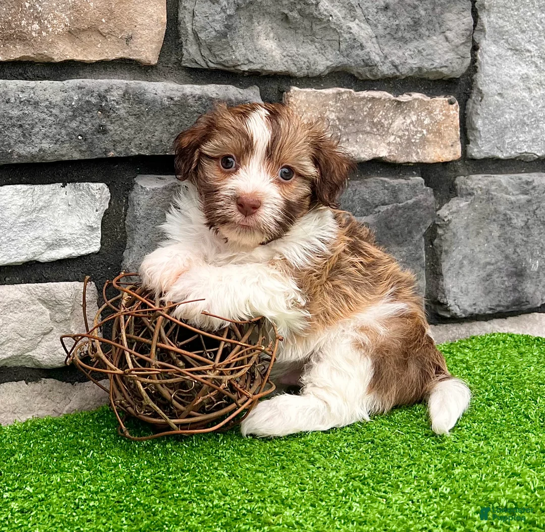 Havanese dogs for sale: Gizmo - Ad 2