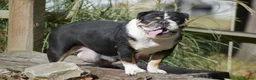 English Bulldog dogs for sale: Panda - Ad 8