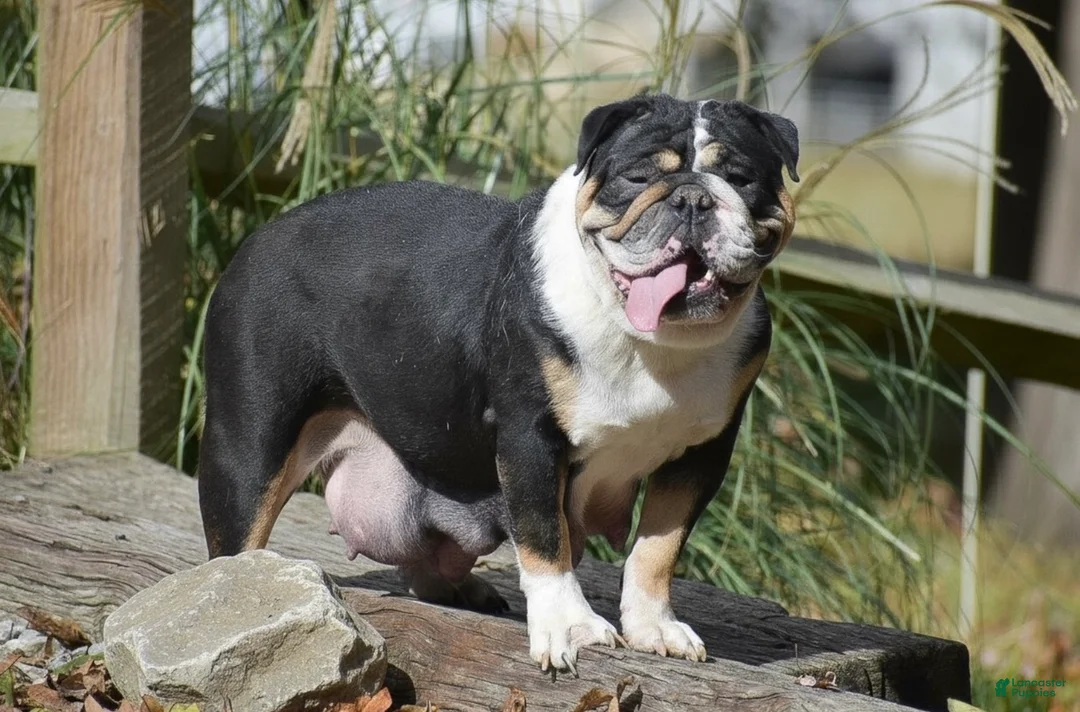 English Bulldog dogs for sale: Panda - Ad 8