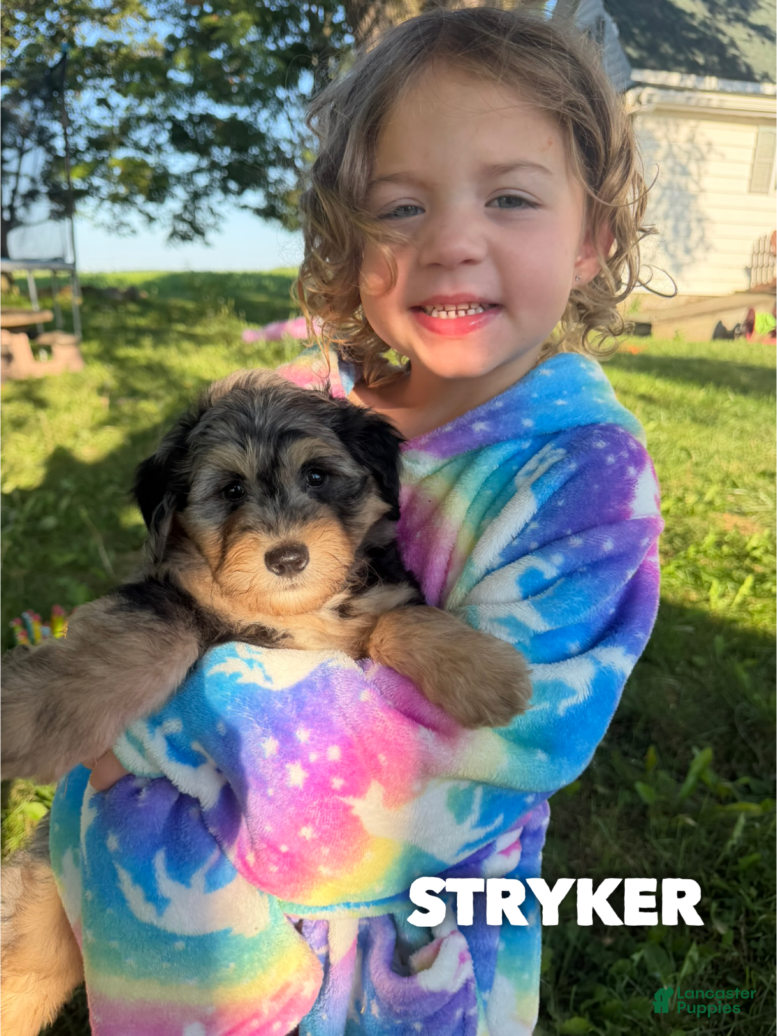 Mini Aussiedoodle dogs Stryker - Micro Mini F1b - Ad 30