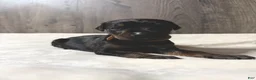 Doberman Pinscher dogs for sale: Kodiak - Ad 3