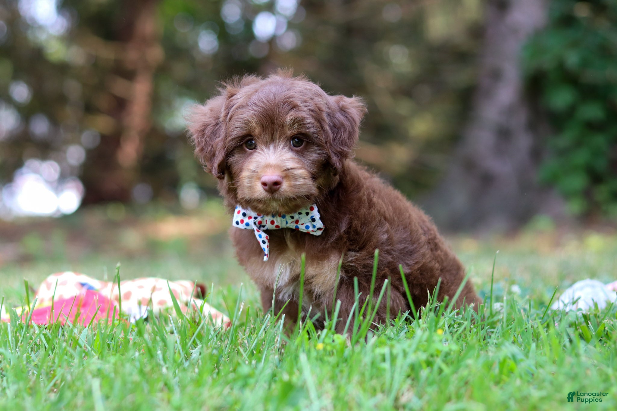 Mini Aussiedoodle dogs Tucker - Ad 2