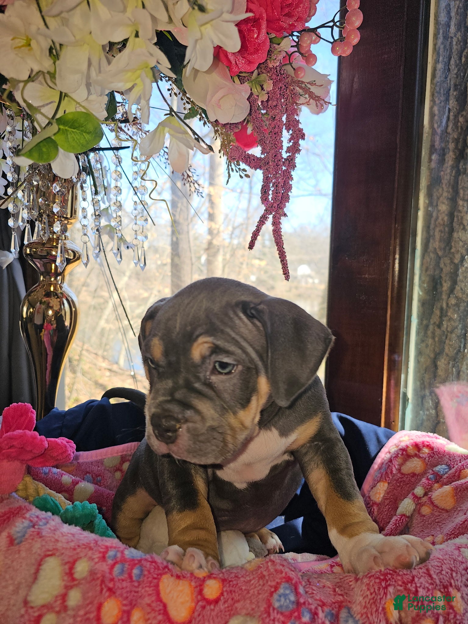 American Bully dogs Freya - Ad 1