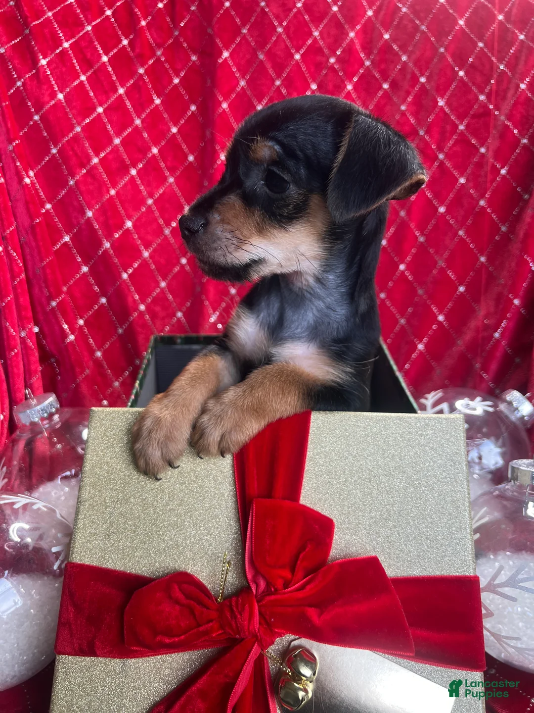 Yorkiepoo dogs for sale: Teacup yorkie/yorkiepin Puppy 1 - Ad 3