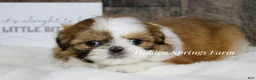 Shih Tzu dogs for sale: Winston  - Ad 2