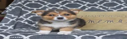 Welsh Corgi Pembroke dogs for sale: Hattie - Ad 5