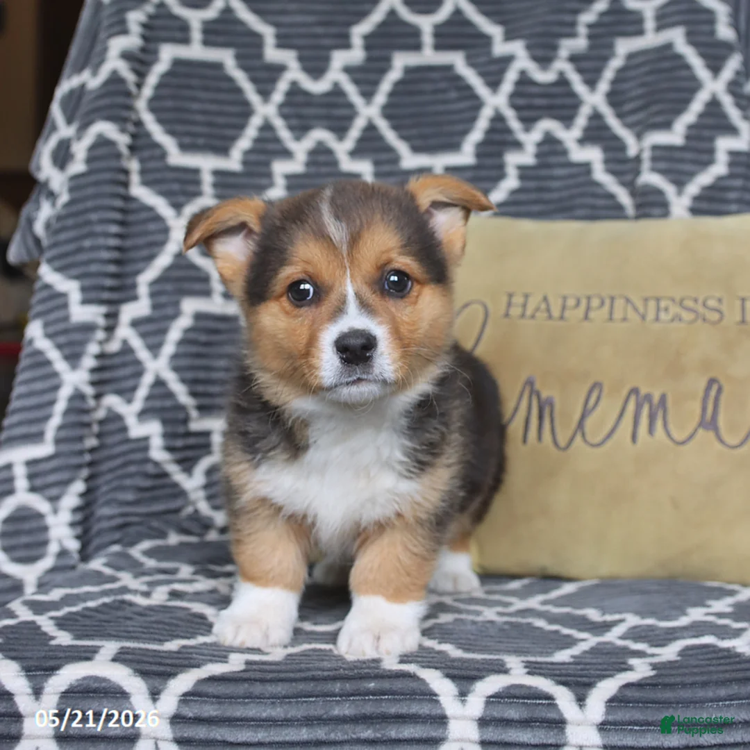 Welsh Corgi Pembroke dogs for sale: Hattie - Ad 5