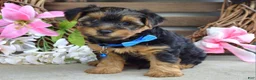 Yorkshire Terrier dogs for sale: Rocky - Ad 5