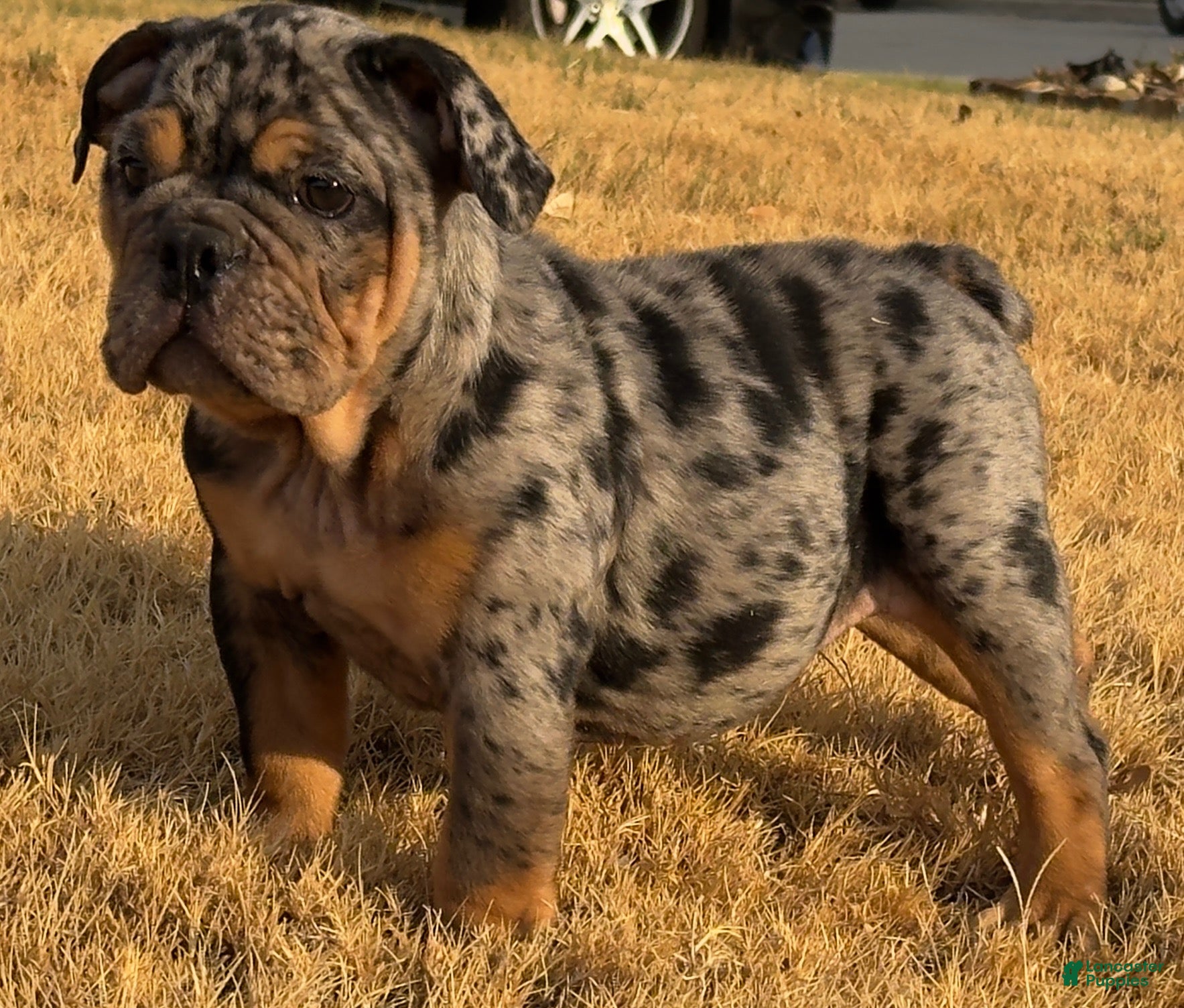 English Bulldog dogs Logan (LoLo) - Ad 1