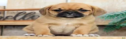 Puggle dogs for sale: Maddie - Ad 2